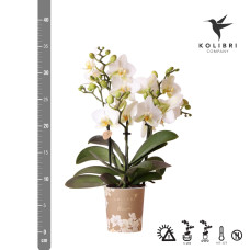 Kolibri Phalaenopsis-Orchidee Lausanne, Weiße - Ø9 cm