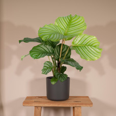 Meergroothandel Calathea Orbifolia - 50 cm, ø 14 cm
