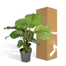 Meergroothandel Calathea Orbifolia - 50 cm, ø 14 cm