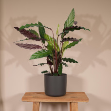 Meergroothandel Calathea Rufibarba - 50 cm, ø 14 cm