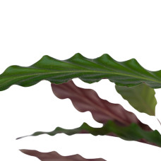 Meergroothandel Calathea Rufibarba - 50 cm, ø 14 cm