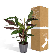 Meergroothandel Calathea Rufibarba - 50 cm, ø 14 cm
