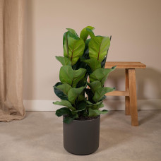 Meergroothandel Ficus Lyrata Bambino - 80 cm, ø 21 cm