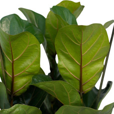 Meergroothandel Ficus Lyrata Bambino - 80 cm, ø 21 cm