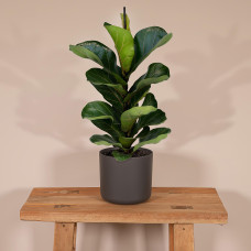 Meergroothandel Ficus Lyrata Bambino - 30 cm, ø 12 cm