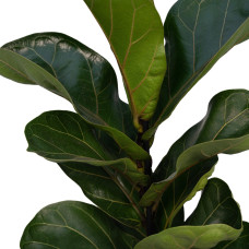 Meergroothandel Ficus Lyrata Bambino - 30 cm, ø 12 cm