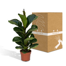 Meergroothandel Ficus Lyrata Bambino - 30 cm, ø 12 cm