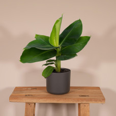 Meergroothandel Musa Orientalischer Zwerg - 25 cm, ø12 cm