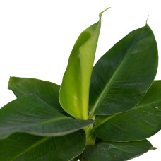 Meergroothandel Musa Orientalischer Zwerg - 25 cm, ø12 cm