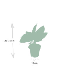 Meergroothandel Musa Orientalischer Zwerg - 25 cm, ø12 cm