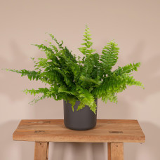 Meergroothandel Nephrolepis-Kräuselfarn 30 cm ø 12 cm