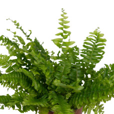 Meergroothandel Nephrolepis-Kräuselfarn 30 cm ø 12 cm