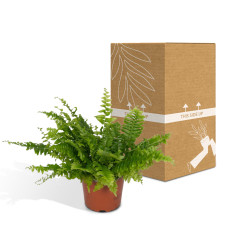 Meergroothandel Nephrolepis-Kräuselfarn 30 cm ø 12 cm
