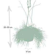 Meergroothandel Rhipsalis Ba Oase - 30 cm, ø12 cm