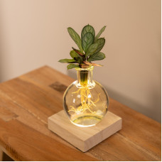 Meergroothandel Calathea Aus Samoa-Glas Mit Led-Beleuchtung - 10 cm, ø12 cm