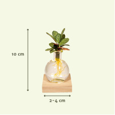 Meergroothandel Calathea Aus Samoa-Glas Mit Led-Beleuchtung - 10 cm, ø12 cm