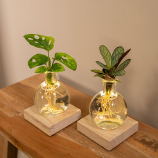 Meergroothandel Duo Monstera Und Calathea Aus Samoa-Glas Mit Led-Beleuchtung - 10 cm, ø 4 cm