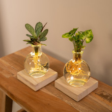 Meergroothandel Duo Calathea und Syngonium Pink in Samoa-Glas mit LED-Beleuchtung - 10 cm, ø 4 cm