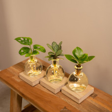 Meergroothandel Trio Monstera, Clusia Und Calathea Aus Samoa-Glas Mit Led-Beleuchtung - 10 cm, ø 4 cm