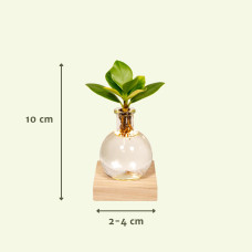 Meergroothandel Trio Monstera, Clusia Und Calathea Aus Samoa-Glas Mit Led-Beleuchtung - 10 cm, ø 4 cm