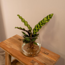 Meergroothandel Calathea Insignis Aus Kingston-Glas - 30 cm, ø4 cm