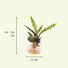 Meergroothandel Calathea Insignis Aus Kingston-Glas - 30 cm, ø4 cm