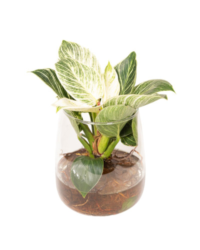 Meergroothandel Philodendron weiße Welle aus Kingston-Glas - 30 cm, ø12 cm