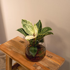 Meergroothandel Philodendron weiße Welle aus Kingston-Glas - 30 cm, ø12 cm