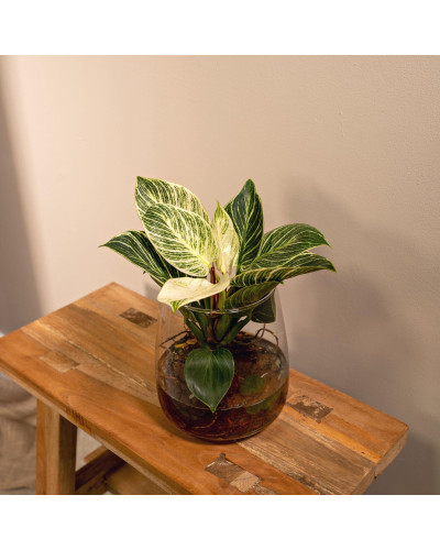 Meergroothandel Philodendron weiße Welle aus Kingston-Glas - 30 cm, ø12 cm