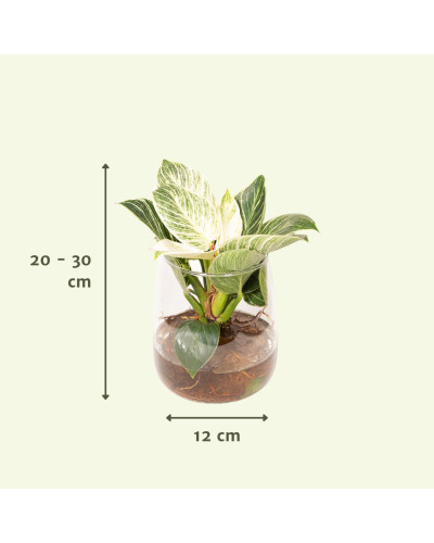 Meergroothandel Philodendron weiße Welle aus Kingston-Glas - 30 cm, ø12 cm