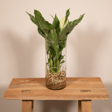 Meergroothandel Spathiphyllum Diamond In Zylinderglas - 30 cm, ø12 cm