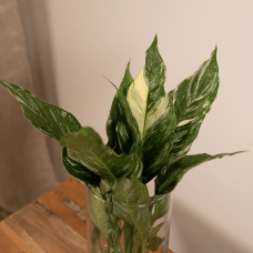 Meergroothandel Spathiphyllum Diamond In Zylinderglas - 30 cm, ø12 cm