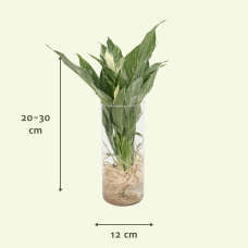 Meergroothandel Spathiphyllum Diamond In Zylinderglas - 30 cm, ø12 cm