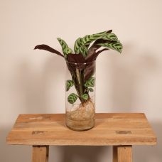Meergroothandel Calathea Insignis In Zylinderglas - 30 cm, ø12 cm