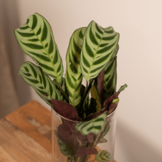 Meergroothandel Calathea Insignis In Zylinderglas - 30 cm, ø12 cm