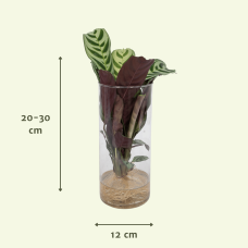 Meergroothandel Calathea Insignis In Zylinderglas - 30 cm, ø12 cm