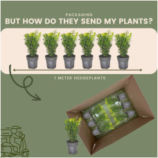 Plants From Frank Prunus Lusitanica 'Angustifolia' (Portugiesische Kirschlorbeerhecke) 6er Set (1 Meter)