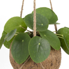 Meergroothandel Kokodama Pilea Peperomiodes - 20 cm, ø15 cm