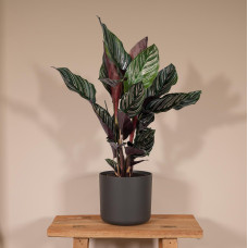 Meergroothandel Calathea Ornata - 50 cm, ø 14 cm