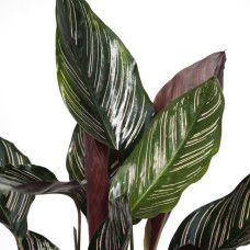 Meergroothandel Calathea Ornata - 50 cm, ø 14 cm