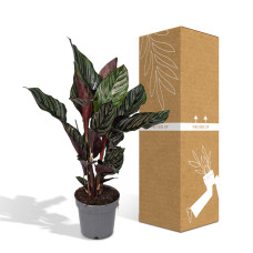 Meergroothandel Calathea Ornata - 50 cm, ø 14 cm