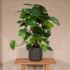 Meergroothandel Epipremnum Aureum Moosstab - 60 cm, ø15 cm