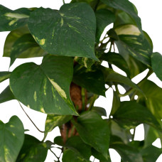 Meergroothandel Epipremnum Aureum Moosstab - 60 cm, ø15 cm