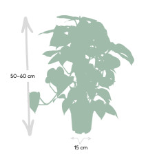 Meergroothandel Epipremnum Aureum Moosstab - 60 cm, ø15 cm