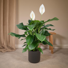 Meergroothandel Spathiphyllum - 80 c, ø19 cm