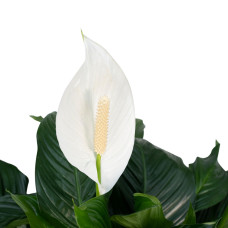 Meergroothandel Spathiphyllum - 80 c, ø19 cm