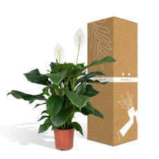 Meergroothandel Spathiphyllum - 80 c, ø19 cm