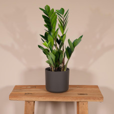 Meergroothandel Zamioculcas Zamiifolia - 40 cm, ø12 cm