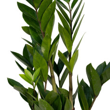 Meergroothandel Zamioculcas Zamiifolia - 40 cm, ø12 cm