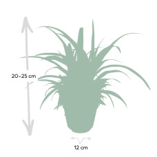 Meergroothandel Chlorophytum - 25 cm, Ø12 cm